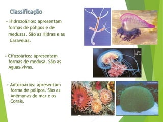 » Hidrozoários: apresentam
formas de pólipos e de
medusas. São as Hidras e as
Caravelas.
» Cifozoários: apresentam
formas de medusa. São as
Águas-vivas.
» Antozoários: apresentam
forma de pólipos. São as
Anêmonas do mar e os
Corais.
 