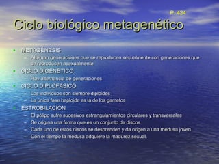 Ciclo biológico metagenéticoCiclo biológico metagenético
• METAGÉNESISMETAGÉNESIS
– Alternan generaciones que se reproducen sexualmente con generaciones queAlternan generaciones que se reproducen sexualmente con generaciones que
se reproducen asexualmentese reproducen asexualmente
• CICLO DIGENÉTICOCICLO DIGENÉTICO
– Hay alternancia de generacionesHay alternancia de generaciones
• CICLO DIPLOFÁSICOCICLO DIPLOFÁSICO
– Los individuos son siempre diploidesLos individuos son siempre diploides
– La única fase haploide es la de los gametosLa única fase haploide es la de los gametos
• ESTROBILACIÓNESTROBILACIÓN
– El pólipo sufre sucesivos estrangulamientos circulares y transversalesEl pólipo sufre sucesivos estrangulamientos circulares y transversales
– Se origina una forma que es un conjunto de discosSe origina una forma que es un conjunto de discos
– Cada uno de estos discos se desprenden y da origen a una medusa jovenCada uno de estos discos se desprenden y da origen a una medusa joven
– Con el tiempo la medusa adquiere la madurez sexual.Con el tiempo la medusa adquiere la madurez sexual.
P. 434
 