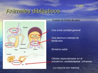 Animales diblásticosAnimales diblásticos
Cuerpo en forma de saco
Una única cavidad general
Una abertura rodeada de
tentáculos
Simetría radial
Células especializadas en el
ectodermo: cnidoblastos urticantes
La mayoría son marinos
P. 335
 