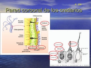 Pared corporal de los cnidariosPared corporal de los cnidarios
P. 336
 
