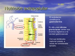 Nutrición extracelularNutrición extracelular
El endodermo
constituye la
gastrodermis
En ella unas células
glandulares vierten sus
enzimas digestivos a la
cavidad gastrovascular
Con sus tentáculos
capturan presas, a
veces de considerable
tamaño.
P. 355
 