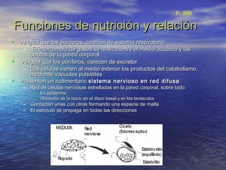 Funciones de nutrición y relaciónFunciones de nutrición y relación
• Al igual que los poríferos, carecen de sistema respiratorioAl igual que los poríferos, carecen de sistema respiratorio
– El intercambio de gases se realiza entre el medio acuático y lasEl intercambio de gases se realiza entre el medio acuático y las
células de la pared corporalcélulas de la pared corporal
• Al igual que los poríferos, carecen de excretorAl igual que los poríferos, carecen de excretor
– Las células vierten al medio exterior los productos del catabolismo,Las células vierten al medio exterior los productos del catabolismo,
mediante vacuolas pulsátilesmediante vacuolas pulsátiles
• Presentan un rudimentarioPresentan un rudimentario sistema nervioso en red difusasistema nervioso en red difusa
– Red de células nerviosas estrelladas en la pared corporal, sobre todo:Red de células nerviosas estrelladas en la pared corporal, sobre todo:
• En epidermisEn epidermis
• Alrededor de la boca, en el disco basal y en los tentáculosAlrededor de la boca, en el disco basal y en los tentáculos
– Contactan unas con otras formando una especie de mallaContactan unas con otras formando una especie de malla
– El estímulo se propaga en todas las direccionesEl estímulo se propaga en todas las direcciones
P. 396
 