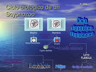 Ciclo biológico de unCiclo biológico de un
ScyphozooScyphozoo
Macho Hembra
Espermatozoides Óvulos
Cigoto diploide
Fecundación
externa
Conjunto de discos
que se desprenden
P. 434
 