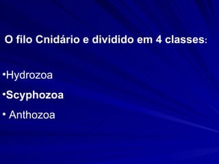 O filo Cnidário e dividido em 4 classes : Hydrozoa Scyphozoa Anthozoa 