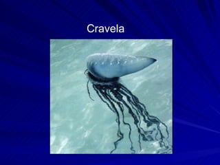 Cravela 