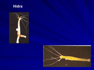 Hidra 