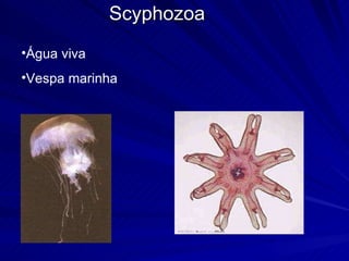 Scyphozoa Água viva Vespa marinha 