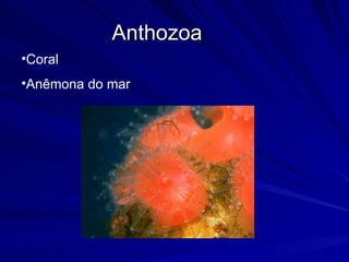 Anthozoa Coral Anêmona do mar 