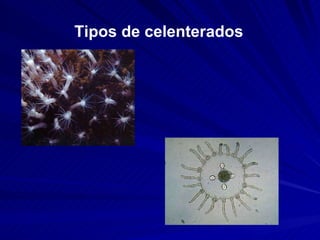 Tipos de celenterados 