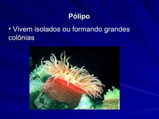 Pólipo  Vivem isolados ou formando grandes colônias  