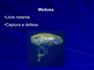 Medusa Livre natante Captura e defesa 