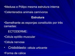 Medusa e Pólipo mesma estrutura interna Celenterados animais carnívoros Estrutura Semelhante as esponjas constituído por três camadas: ECTODERME: Célula epitílio muscular Célula nervosa Cnidoblasto : célula urticante Forma de cálice 