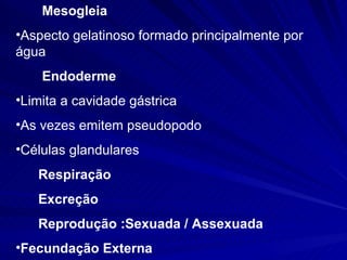 Mesogleia Aspecto gelatinoso formado principalmente por água  Endoderme Limita a cavidade gástrica As vezes emitem pseudopodo Células glandulares Respiração Excreção Reprodução :Sexuada / Assexuada Fecundação Externa 