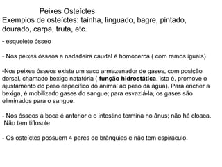 Peixes Osteíctes Exemplos de osteíctes: tainha, linguado, bagre, pintado, dourado, carpa, truta, etc. esqueleto ósseo Nos peixes ósseos a nadadeira caudal é homocerca ( com ramos iguais) Nos peixes ósseos existe um saco armazenador de gases, com posição dorsal, chamado bexiga natatória (  função hidrostática , isto é, promove o ajustamento do peso específico do animal ao peso da água). Para encher a bexiga, é mobilizado gases do sangue; para esvaziá-la, os gases são eliminados para o sangue. - Nos ósseos a boca é anterior e o intestino termina no ânus; não há cloaca. Não tem tiflosole - Os osteíctes possuem 4 pares de brânquias e não tem espiráculo. 