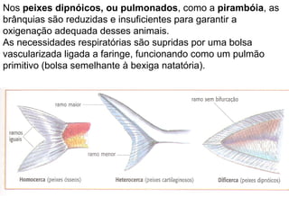 Nos  peixes dipnóicos, ou pulmonados , como a  pirambóia , as brânquias são reduzidas e insuficientes para garantir a oxigenação adequada desses animais.  As necessidades respiratórias são supridas por uma bolsa vascularizada ligada a faringe, funcionando como um pulmão primitivo (bolsa semelhante à bexiga natatória). 