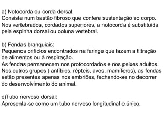 a) Notocorda ou corda dorsal: Consiste num bastão fibroso que confere sustentação ao corpo. Nos vertebrados, cordados superiores, a notocorda é substituída pela espinha dorsal ou coluna vertebral. b) Fendas branquiais:  Pequenos orifícios encontrados na faringe que fazem a filtração de alimentos ou à respiração.  As fendas permanecem nos protocordados e nos peixes adultos. Nos outros grupos ( anfíbios, répteis, aves, mamíferos), as fendas estão presentes apenas nos embriões, fechando-se no decorrer do desenvolvimento do animal. c)Tubo nervoso dorsal: Apresenta-se como um tubo nervoso longitudinal e único. 