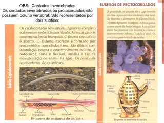 OBS:  Cordados Invertebrados Os cordados invertebrados ou protocordados não possuem coluna vertebral. São representados por dois subfilos: 