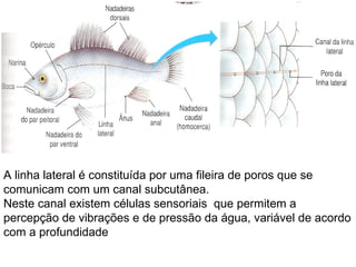 A linha lateral é constituída por uma fileira de poros que se comunicam com um canal subcutânea. Neste canal existem células sensoriais  que permitem a percepção de vibrações e de pressão da água, variável de acordo com a profundidade 