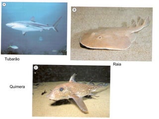 Tubarão Raia Quimera 