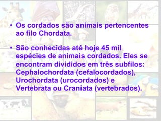 • Os cordados são animais pertencentes
  ao filo Chordata.

• São conhecidas até hoje 45 mil
  espécies de animais cordados. Eles se
  encontram divididos em três subfilos:
  Cephalochordata (cefalocordados),
  Urochordata (urocordados) e
  Vertebrata ou Craniata (vertebrados).
 