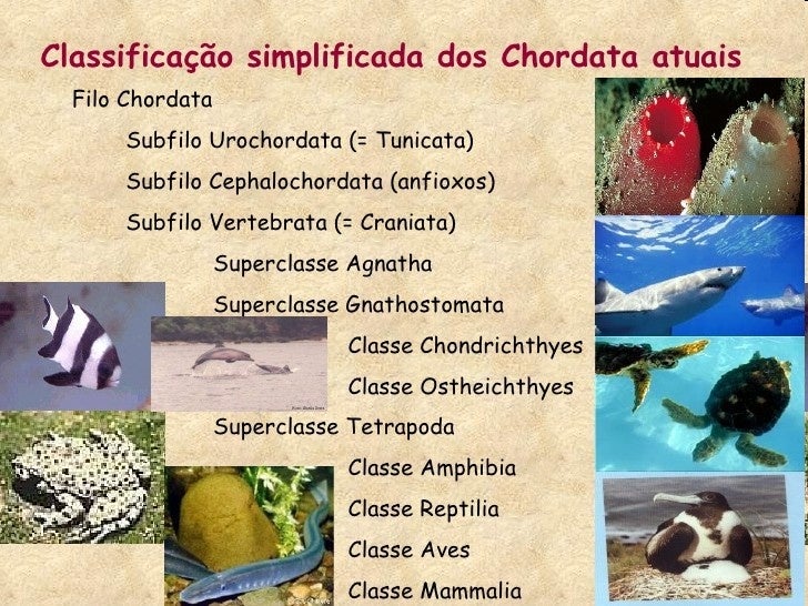 O Filo Dos Cordados Compreende 4 Subfilos