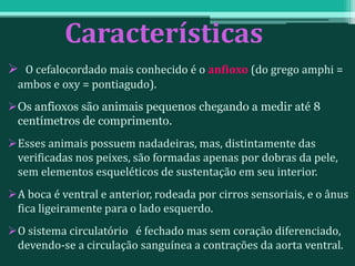 Características
 O cefalocordado mais conhecido é o anfioxo (do grego amphi =
ambos e oxy = pontiagudo).
Os anfioxos são animais pequenos chegando a medir até 8
centímetros de comprimento.
Esses animais possuem nadadeiras, mas, distintamente das
verificadas nos peixes, são formadas apenas por dobras da pele,
sem elementos esqueléticos de sustentação em seu interior.
A boca é ventral e anterior, rodeada por cirros sensoriais, e o ânus
fica ligeiramente para o lado esquerdo.
O sistema circulatório é fechado mas sem coração diferenciado,
devendo-se a circulação sanguínea a contrações da aorta ventral.
 