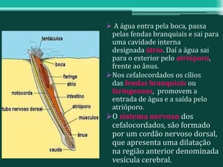  A água entra pela boca, passa
pelas fendas branquiais e sai para
uma cavidade interna
designada átrio. Daí a água sai
para o exterior pelo atrióporo,
frente ao ânus.
Nos cefalocordados os cílios
das fendas branquiais ou
faringeanas, promovem a
entrada de água e a saída pelo
atrióporo.
O sistema nervoso dos
cefalocordados, são formado
por um cordão nervoso dorsal,
que apresenta uma dilatação
na região anterior denominada
vesícula cerebral.
 