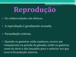 Reprodução
 Os cefalocordados são dióicos.
 A reprodução é geralmente sexuada.
 Fecundação externa.
 Quando os gametas estão maduros, ocorre um
rompimento na parede da gônada, então os gametas
caem do átrio e são lançados para o exterior ara que
ocorra fecundação externa.
 