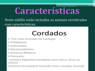 Características
Neste subfilo estão incluídos os animais vertebrados
com características:
 