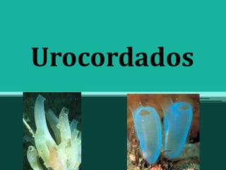 Urocordados
 
