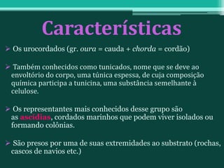 Características
 Os urocordados (gr. oura = cauda + chorda = cordão)
 Também conhecidos como tunicados, nome que se deve ao
envoltório do corpo, uma túnica espessa, de cuja composição
química participa a tunicina, uma substância semelhante à
celulose.
 Os representantes mais conhecidos desse grupo são
as ascídias, cordados marinhos que podem viver isolados ou
formando colônias.
 São presos por uma de suas extremidades ao substrato (rochas,
cascos de navios etc.)
 