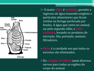  O maior sifão é inalante, permite o
ingresso de água trazendo oxigênio e
partículas alimentares que ficam
retidas na faringe perfurada por
fendas. A água que entra no animal,
sai pelo segundo sifão, o sifão
exalante, levando os produtos de
excreção. São, portanto, animais
filtradores.
Átrio é a cavidade em que todos os
excretas são eliminados.
Do Gânglio Cerebral saem diversos
nervos para todas as regiões do
corpo do animal.
 