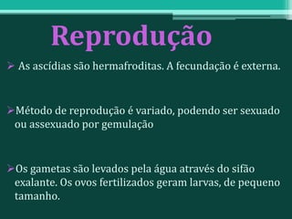 Reprodução
 As ascídias são hermafroditas. A fecundação é externa.
Método de reprodução é variado, podendo ser sexuado
ou assexuado por gemulação
Os gametas são levados pela água através do sifão
exalante. Os ovos fertilizados geram larvas, de pequeno
tamanho.
 