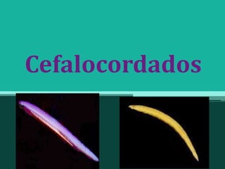Cefalocordados
 