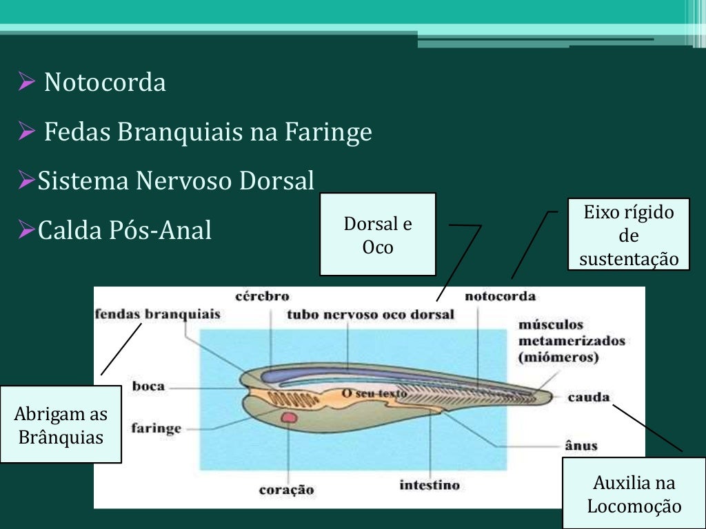 O Filo Dos Cordados Compreende 4 Subfilos