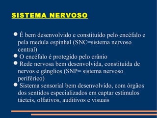SISTEMA NERVOSO
É bem desenvolvido e constituído pelo encéfalo e
pela medula espinhal (SNC=sistema nervoso
central)
O encéfalo é protegido pelo crânio
Rede nervosa bem desenvolvida, constituída de
nervos e gânglios (SNP= sistema nervoso
periférico)
Sistema sensorial bem desenvolvido, com órgãos
dos sentidos especializados em captar estímulos
tácteis, olfativos, auditivos e visuais
 