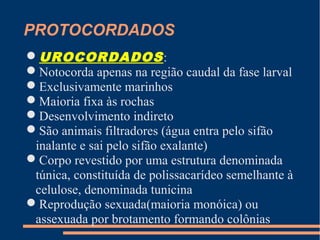 PROTOCORDADOS
UROCORDADOS:
Notocorda apenas na região caudal da fase larval
Exclusivamente marinhos
Maioria fixa às rochas
Desenvolvimento indireto
São animais filtradores (água entra pelo sifão
inalante e sai pelo sifão exalante)
Corpo revestido por uma estrutura denominada
túnica, constituída de polissacarídeo semelhante à
celulose, denominada tunicina
Reprodução sexuada(maioria monóica) ou
assexuada por brotamento formando colônias
 