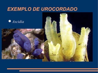 EXEMPLO DE UROCORDADO
Ascidia
 