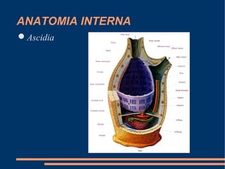 ANATOMIA INTERNA
Ascidia
 