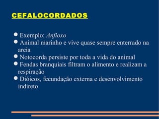 CEFALOCORDADOS
Exemplo: Anfioxo
Animal marinho e vive quase sempre enterrado na
areia
Notocorda persiste por toda a vida do animal
Fendas branquiais filtram o alimento e realizam a
respiração
Dióicos, fecundação externa e desenvolvimento
indireto
 