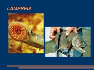 LAMPRÉIA
 