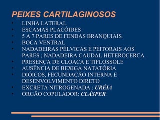 PEIXES CARTILAGINOSOS
• LINHA LATERAL
• ESCAMAS PLACÓIDES
• 5 A 7 PARES DE FENDAS BRANQUIAIS
• BOCA VENTRAL
• NADADEIRAS PÉLVICAS E PEITORAIS AOS
PARES ; NADADEIRA CAUDAL HETEROCERCA
• PRESENÇA DE CLOACA E TIFLOSSOLE
• AUSÊNCIA DE BEXIGA NATATÓRIA
• DIÓICOS, FECUNDAÇÃO INTERNA E
DESENVOLVIMENTO DIRETO
• EXCRETA NITROGENADA : URÉIA
• ÓRGÃO COPULADOR: CLÁSPER
 