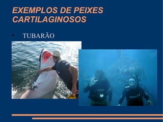 EXEMPLOS DE PEIXES
CARTILAGINOSOS
• TUBARÃO
 