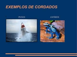 EXEMPLOS DE CORDADOS
• PEIXES ANFÍBIOS
 