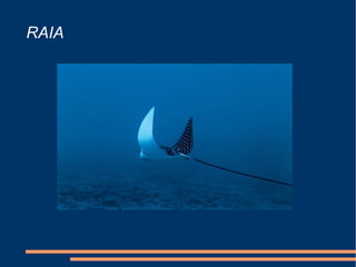 RAIA
 