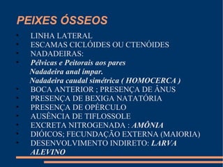 PEIXES ÓSSEOS
• LINHA LATERAL
• ESCAMAS CICLÓIDES OU CTENÓIDES
• NADADEIRAS:
• Pélvicas e Peitorais aos pares
Nadadeira anal ímpar.
Nadadeira caudal simétrica ( HOMOCERCA )
• BOCA ANTERIOR ; PRESENÇA DE ÂNUS
• PRESENÇA DE BEXIGA NATATÓRIA
• PRESENÇA DE OPÉRCULO
• AUSÊNCIA DE TIFLOSSOLE
• EXCRETA NITROGENADA : AMÔNIA
• DIÓICOS; FECUNDAÇÃO EXTERNA (MAIORIA)
• DESENVOLVIMENTO INDIRETO: LARVA
ALEVINO
 