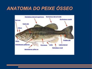 ANATOMIA DO PEIXE ÓSSEO
 