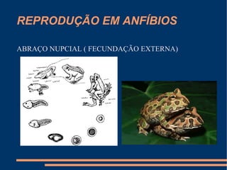 REPRODUÇÃO EM ANFÍBIOS
ABRAÇO NUPCIAL ( FECUNDAÇÃO EXTERNA)
 