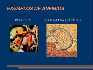EXEMPLOS DE ANFÍBIOS
PERERECA COBRA-CEGA ( CECÍLIA )
 