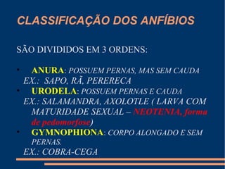 CLASSIFICAÇÃO DOS ANFÍBIOS
SÃO DIVIDIDOS EM 3 ORDENS:
• ANURA: POSSUEM PERNAS, MAS SEM CAUDA
EX.: SAPO, RÃ, PERERECA
• URODELA: POSSUEM PERNAS E CAUDA
EX.: SALAMANDRA, AXOLOTLE ( LARVA COM
MATURIDADE SEXUAL – NEOTENIA, forma
de pedomorfose)
• GYMNOPHIONA: CORPO ALONGADO E SEM
PERNAS.
EX.: COBRA-CEGA
 
